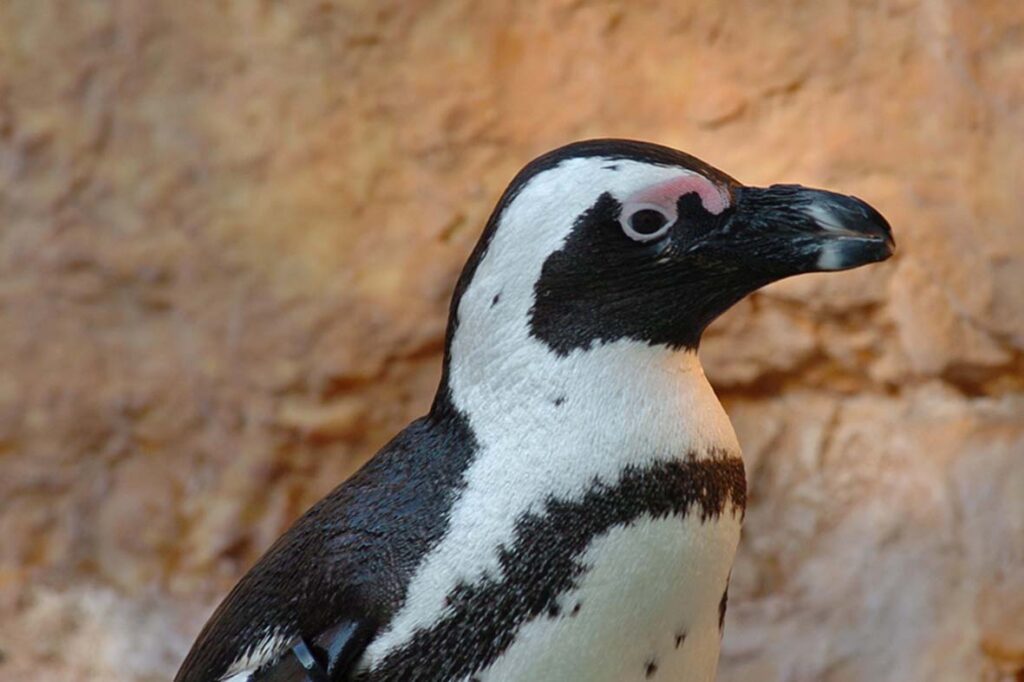 Pingo Doce apadrinha “Pingo” no Jardim Zoológico