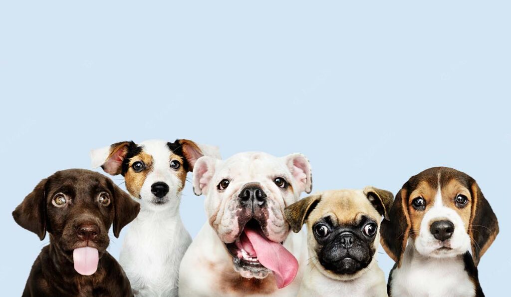 A ROYAL CANIN sugere 10 dicas para viajar este verão, em segurança, com animais de estimação