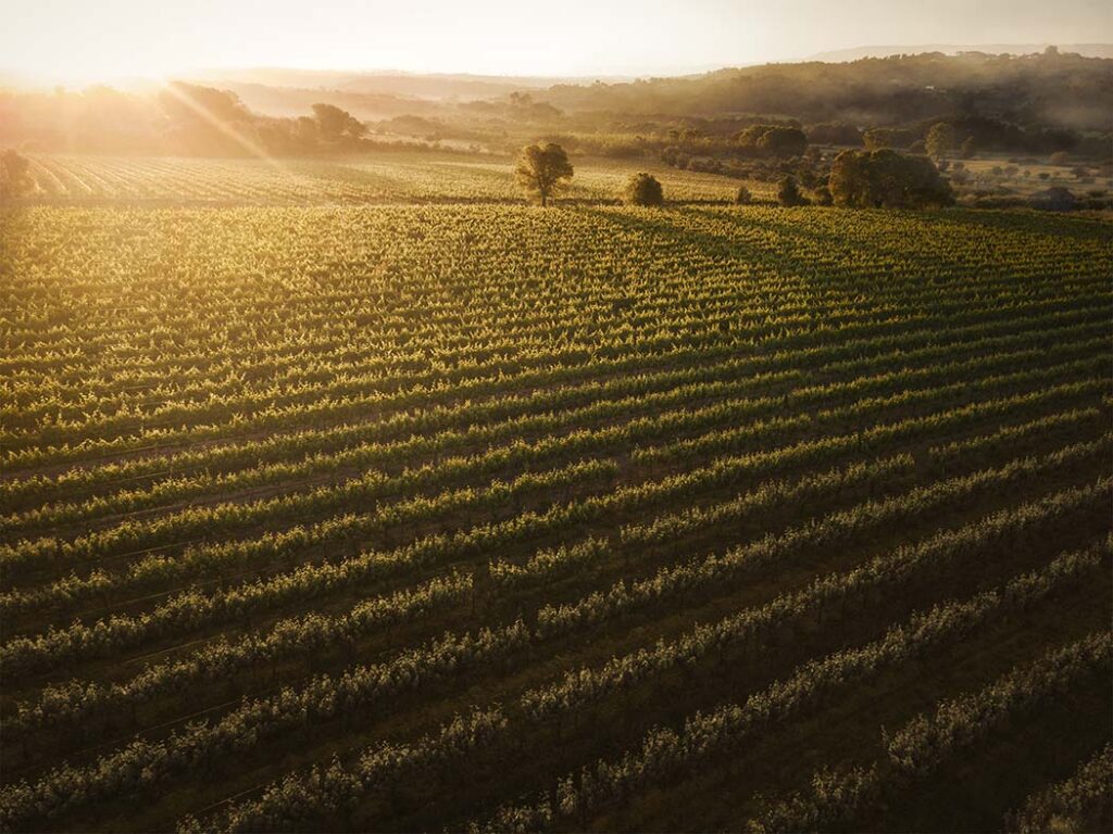 Vinhos do Dão alcançam recordes nas pontuações da Wine Advocate/Robert Parker