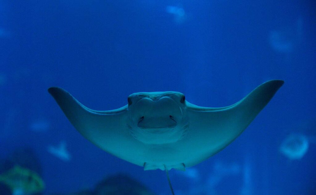 Há novos habitantes no Oceanário de Lisboa: conheça as Raias-Focinho-de-Vaca
