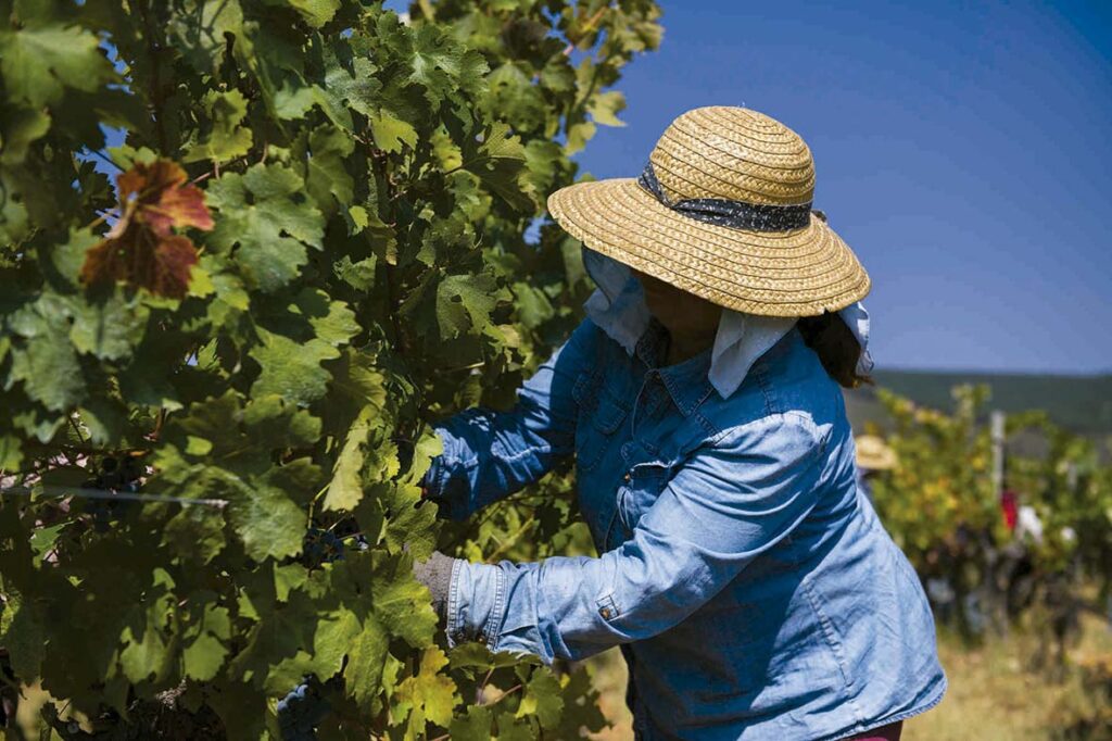 Primavera: Poda verde convida a visitas na Quinta da Fonte Souto
