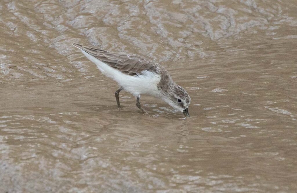 Estudo alerta que a subida do nível do mar ameaça aves limícolas migratórias