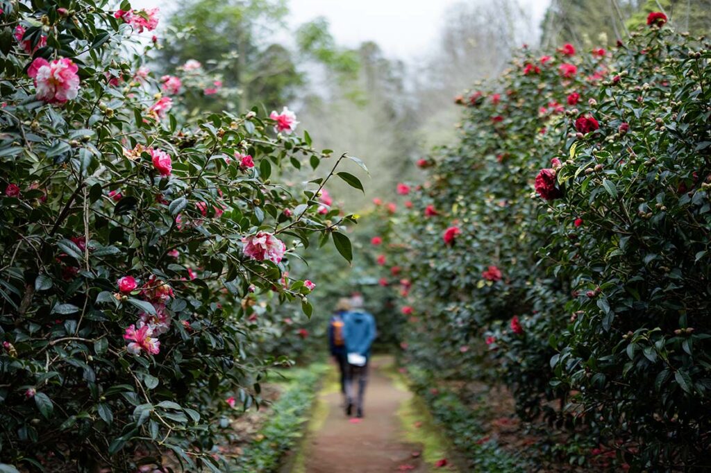 Parque Terra Nostra celebra o Florescer das Camélias com experiências sensoriais únicas